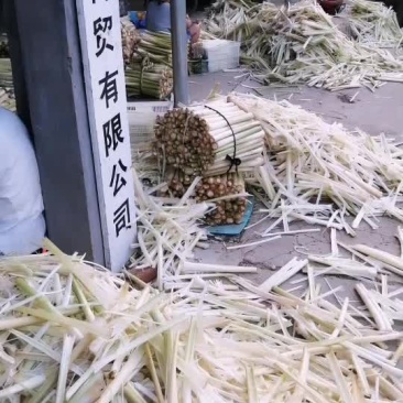 蒲菜加工（真空包装）