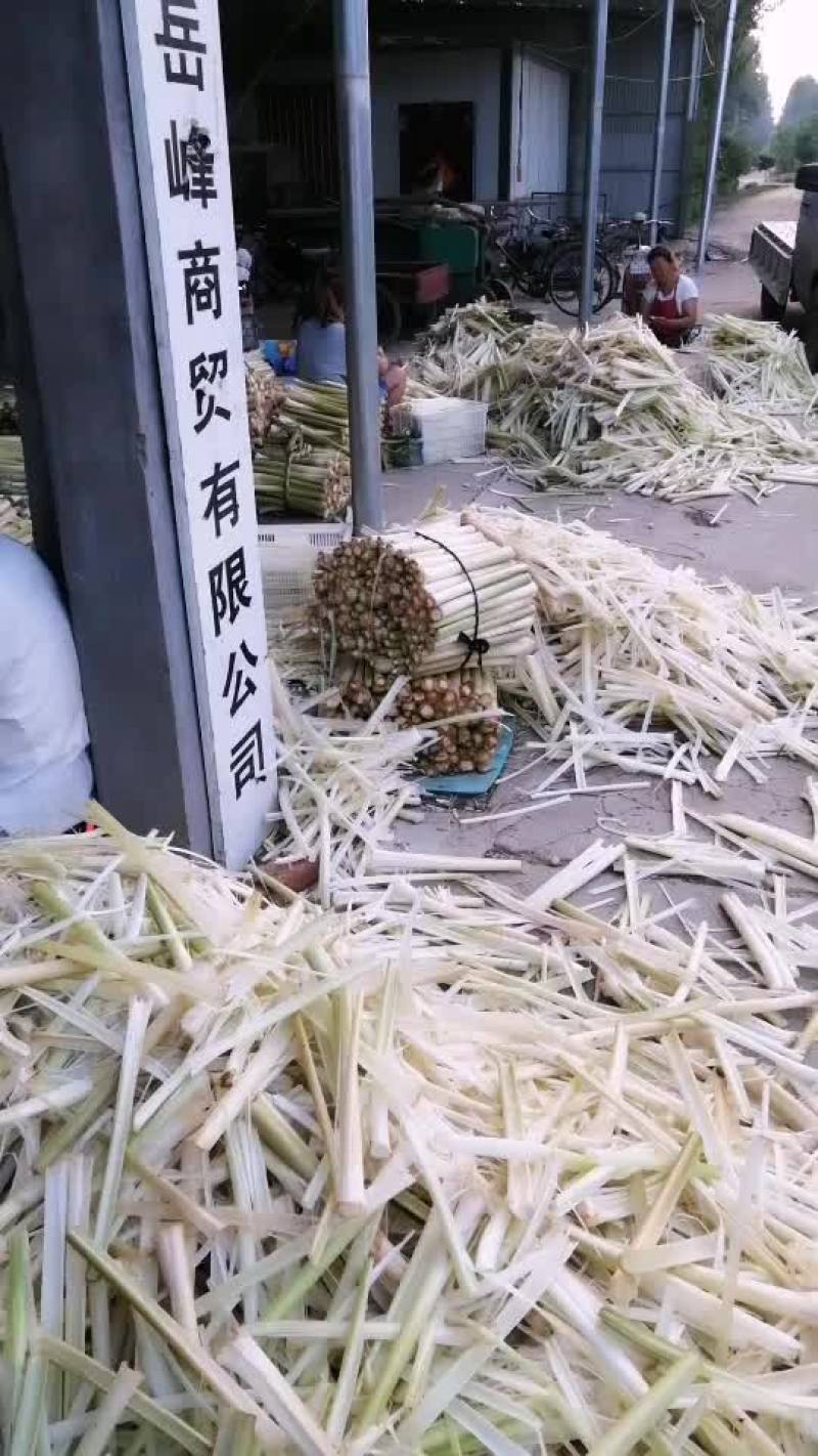 蒲菜加工（真空包装）
