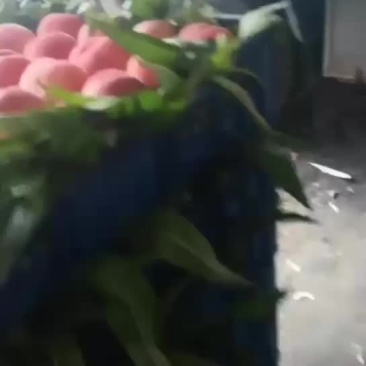 桃精品白桃质量好，量大有要的抓紧联系一五八五六二四四五四