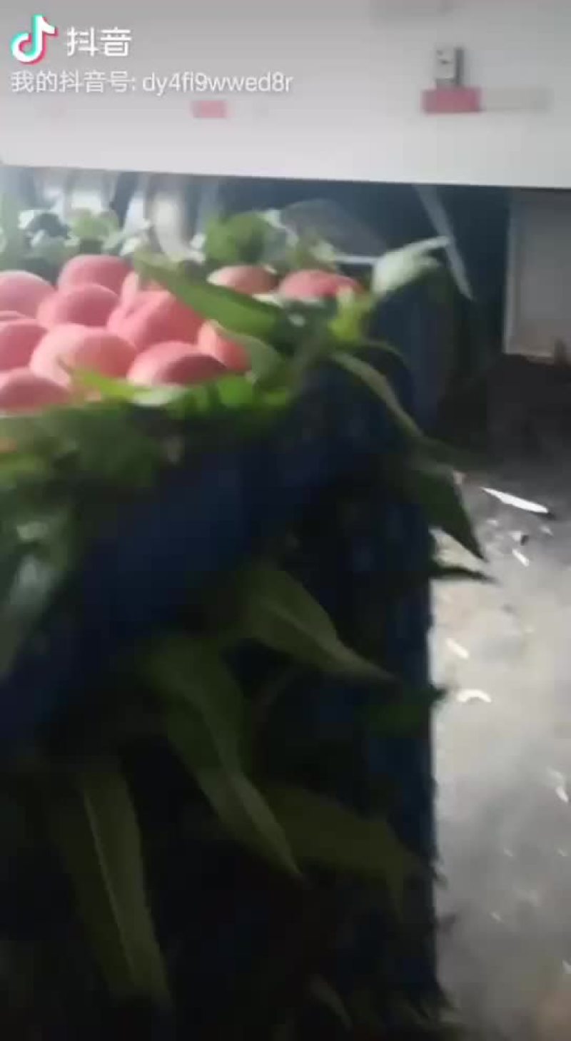 桃精品白桃质量好，量大有要的抓紧联系一五八五六二四四五四