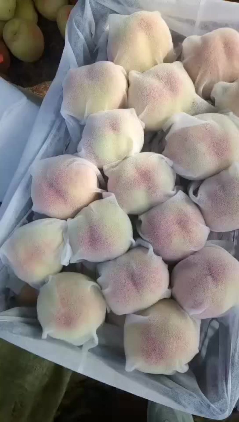 桃精品白桃质量好，量大有要的抓紧联系一五八五六二四四五四