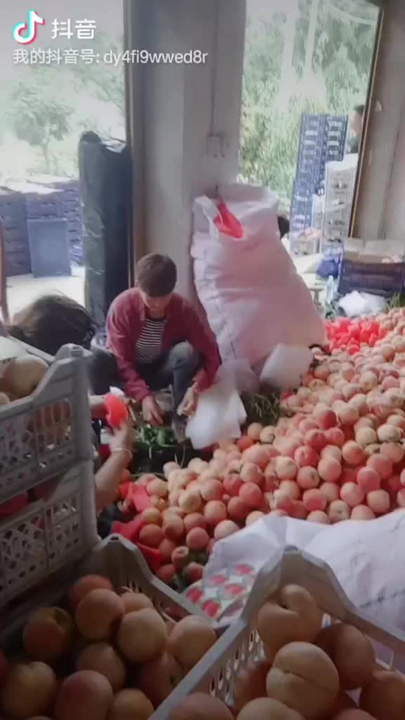 桃精品白桃质量好，量大有要的抓紧联系一五八五六二四四五四