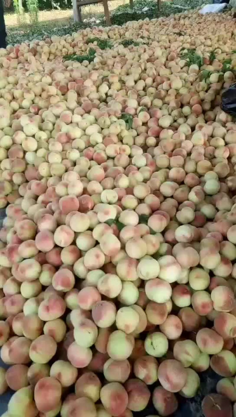 桃精品白桃质量好，量大有要的抓紧联系一五八五六二四四五四