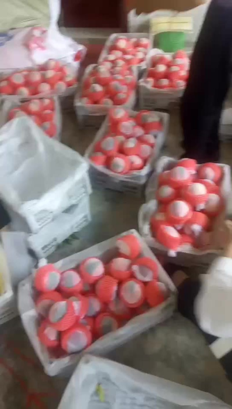 桃精品白桃质量好，量大有要的抓紧联系一五八五六二四四五四
