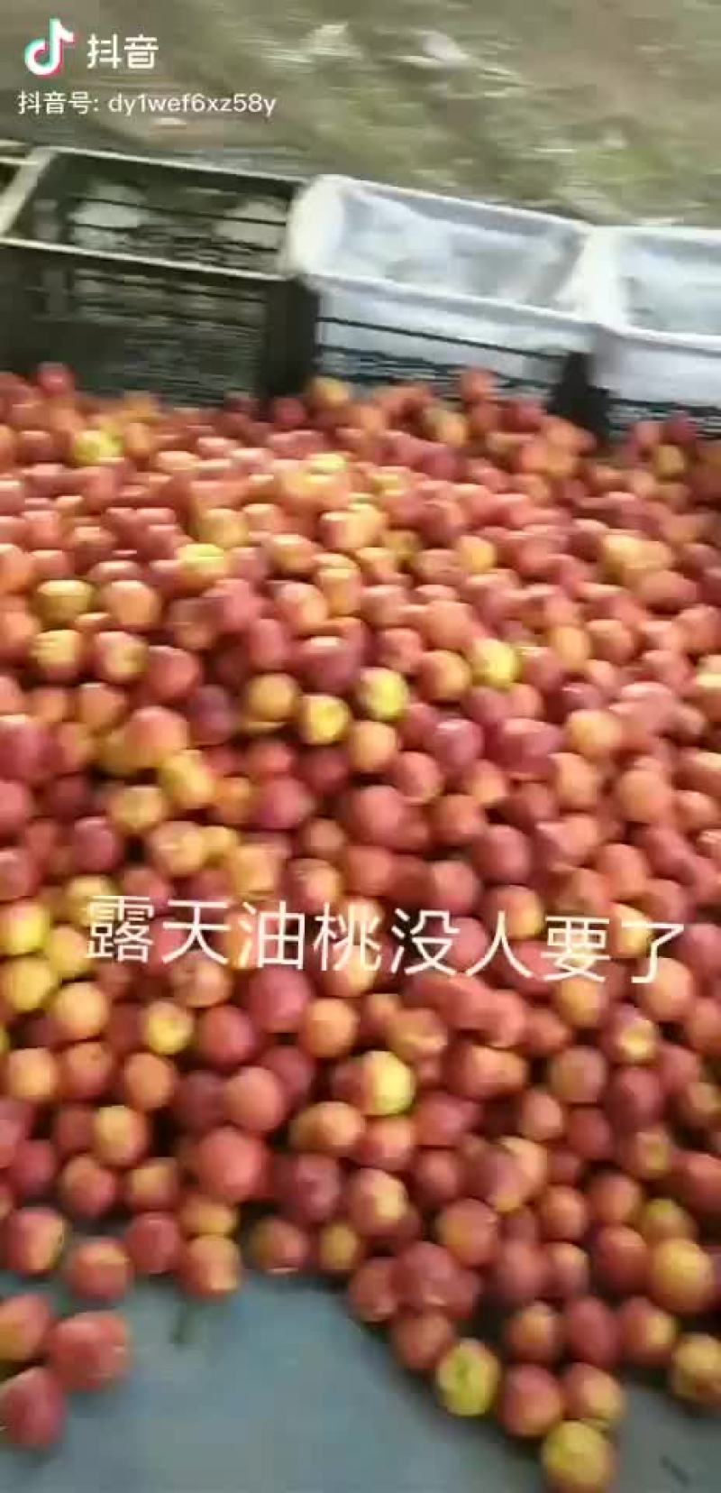 桃精品白桃质量好，量大有要的抓紧联系一五八五六二四四五四