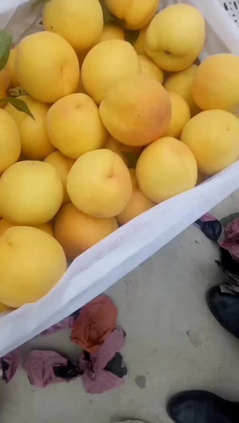 桃精品白桃质量好，量大有要的抓紧联系一五八五六二四四五四