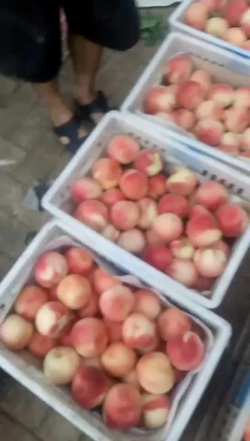桃精品白桃质量好，量大有要的抓紧联系一五八五六二四四五四