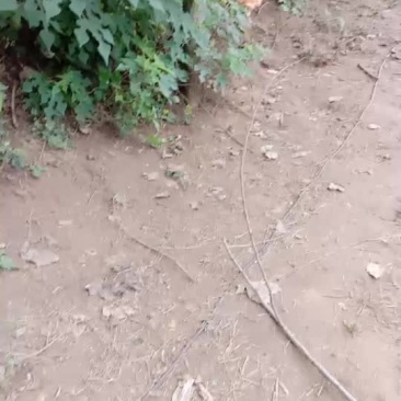 散养土鸡预售
