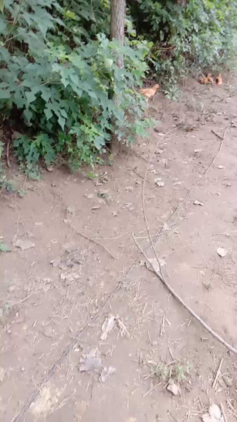 散养土鸡预售