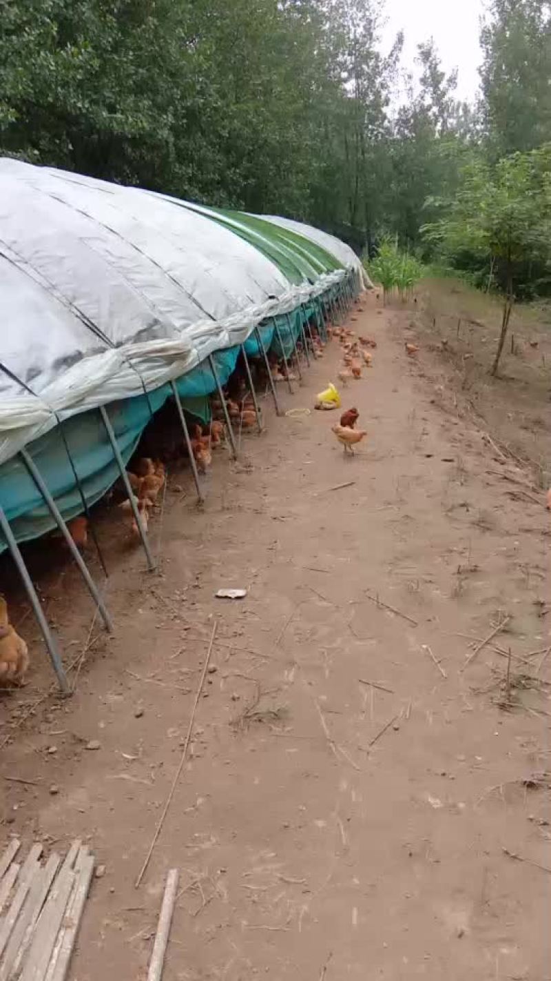 散养土鸡预售