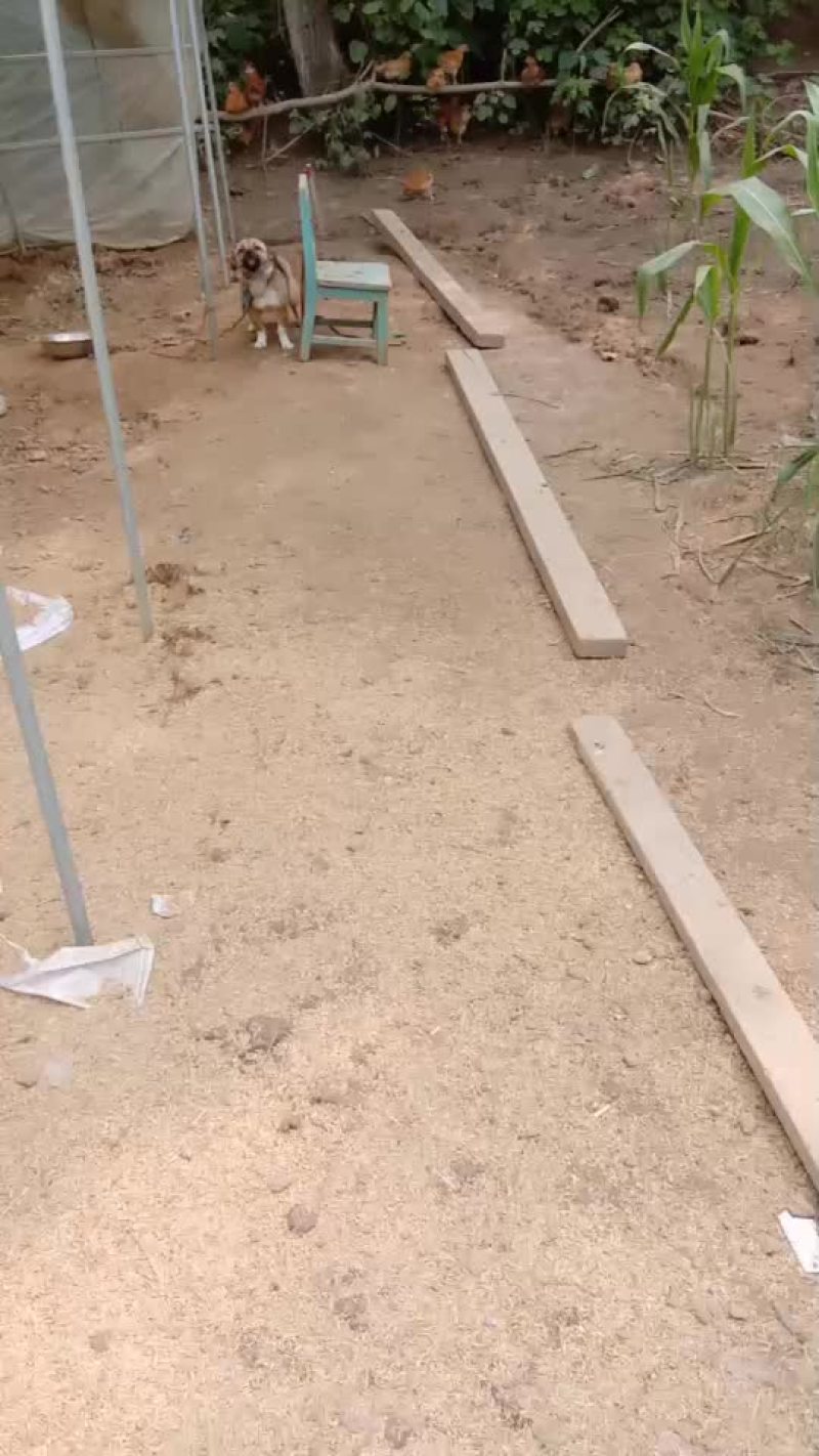 散养土鸡预售