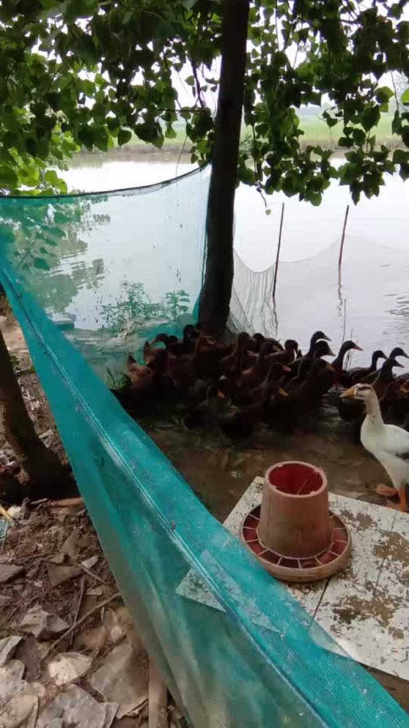 草蛋鸭