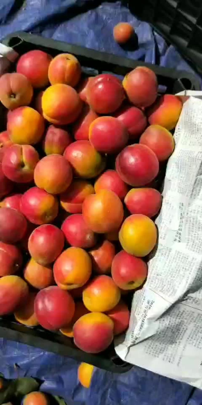 串枝红杏