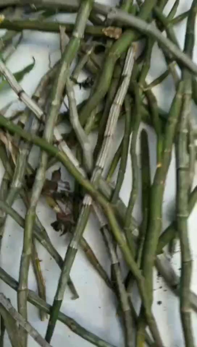 铁皮石斛