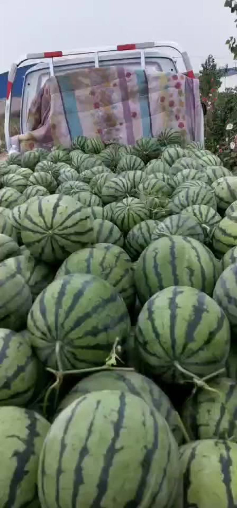 京欣西瓜