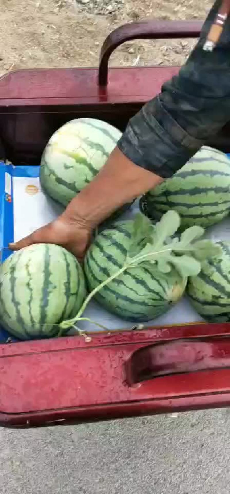京欣西瓜