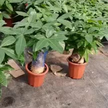 发财树，特级，好好先生园艺供应