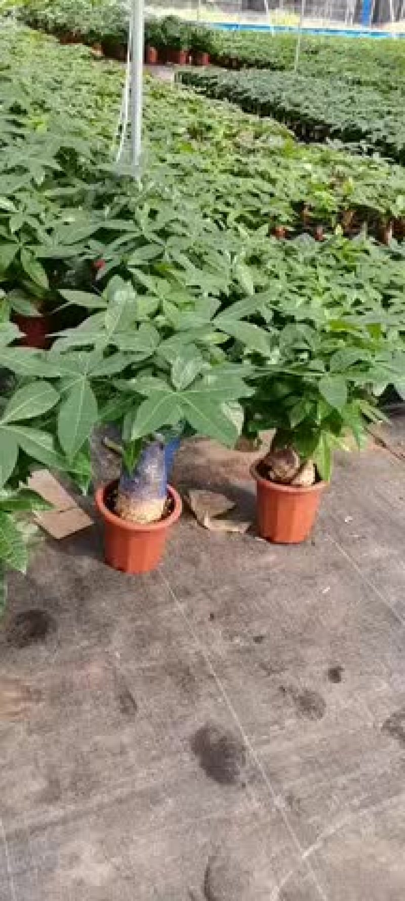 发财树，特级，好好先生园艺供应