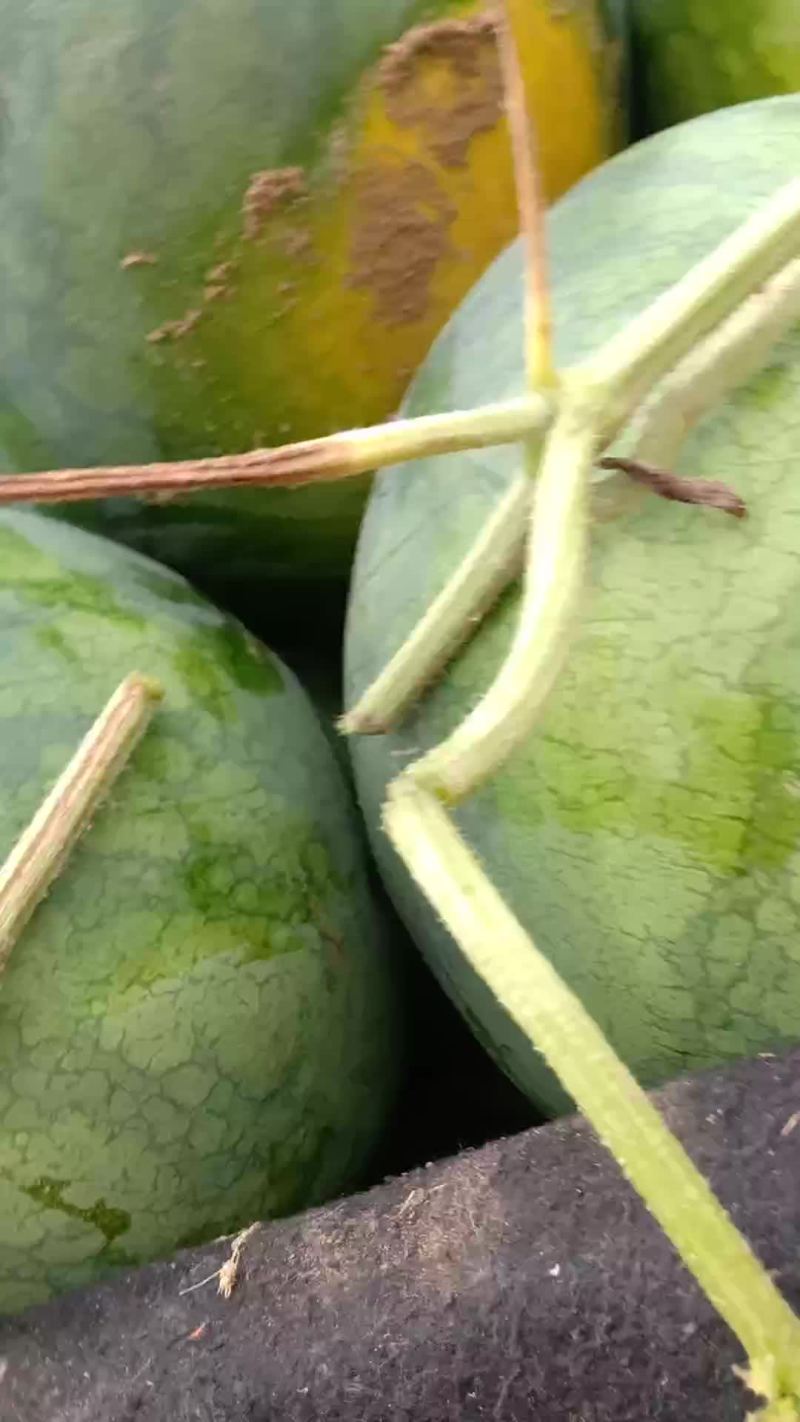龙旋风