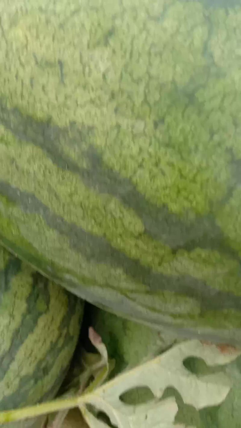 龙旋风
