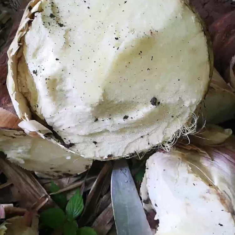 甜笋 云南勃氏甜龙竹笋 个头大,笋肉多,含糖量高