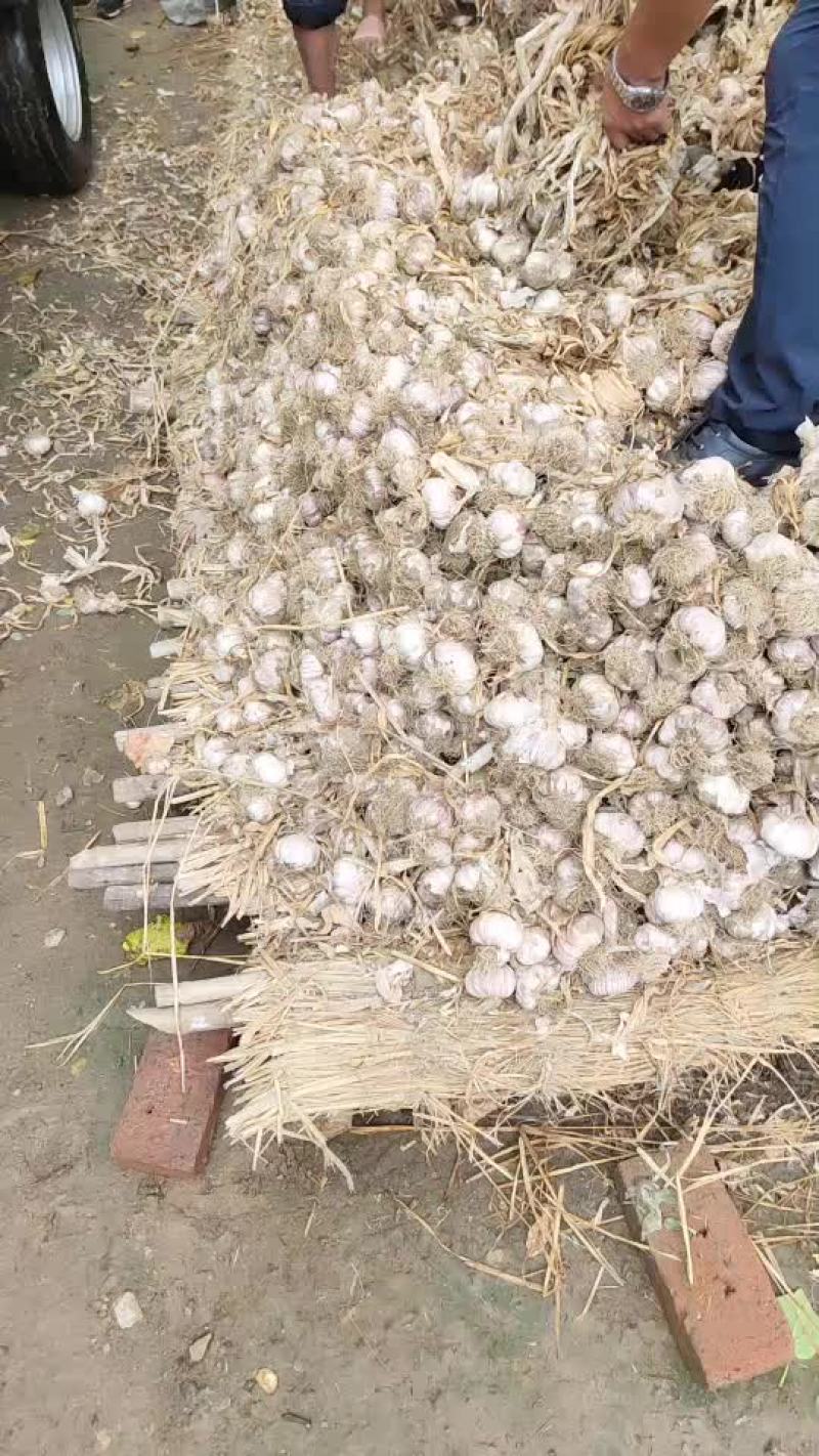 潍坊紫皮杂交大蒜
