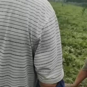 台头西瓜