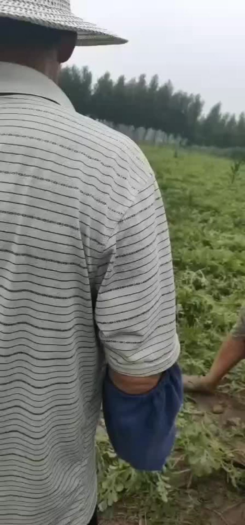 台头西瓜
