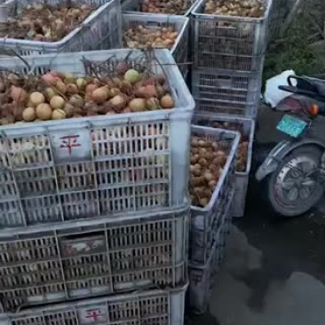 荔枝
