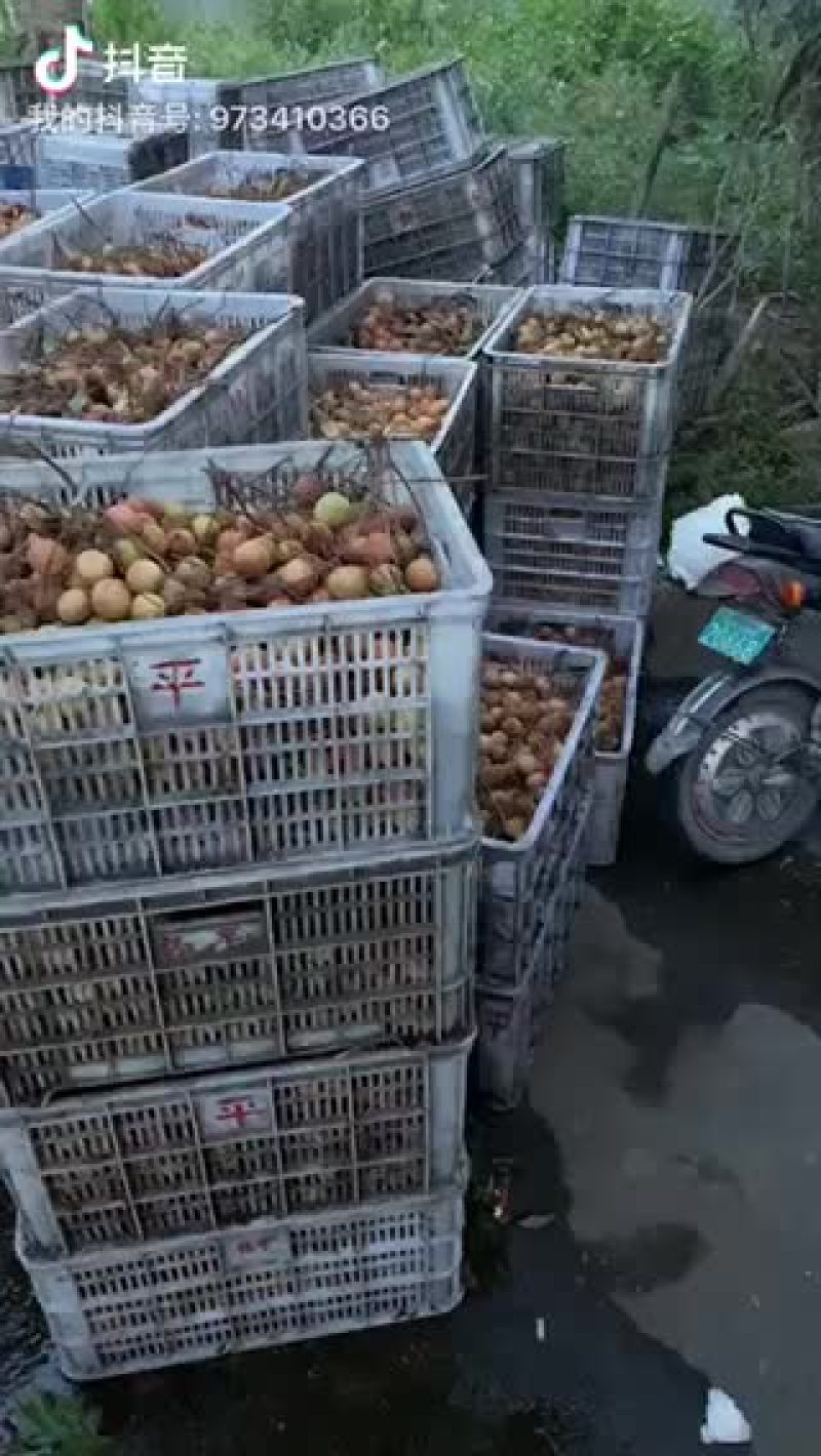 荔枝