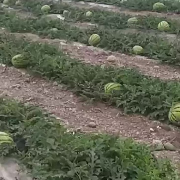硒沙瓜