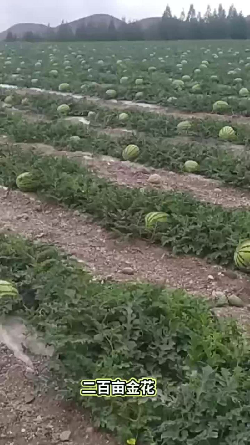 硒沙瓜