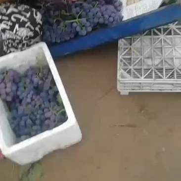 巨峰