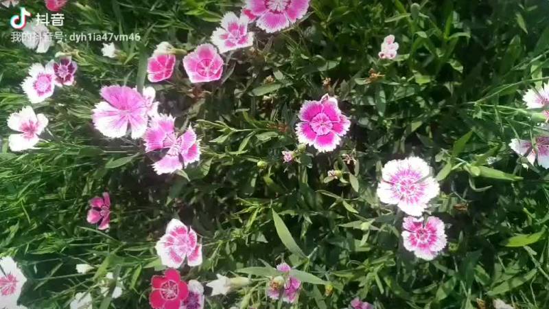 石竹花
