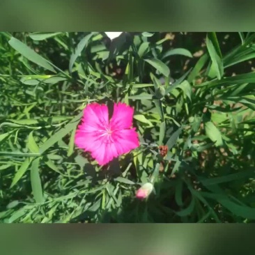 石竹花