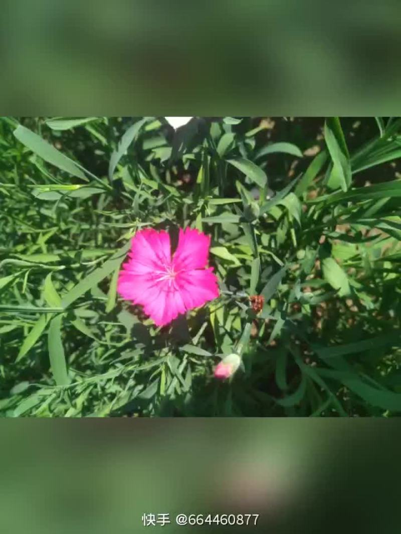 石竹花