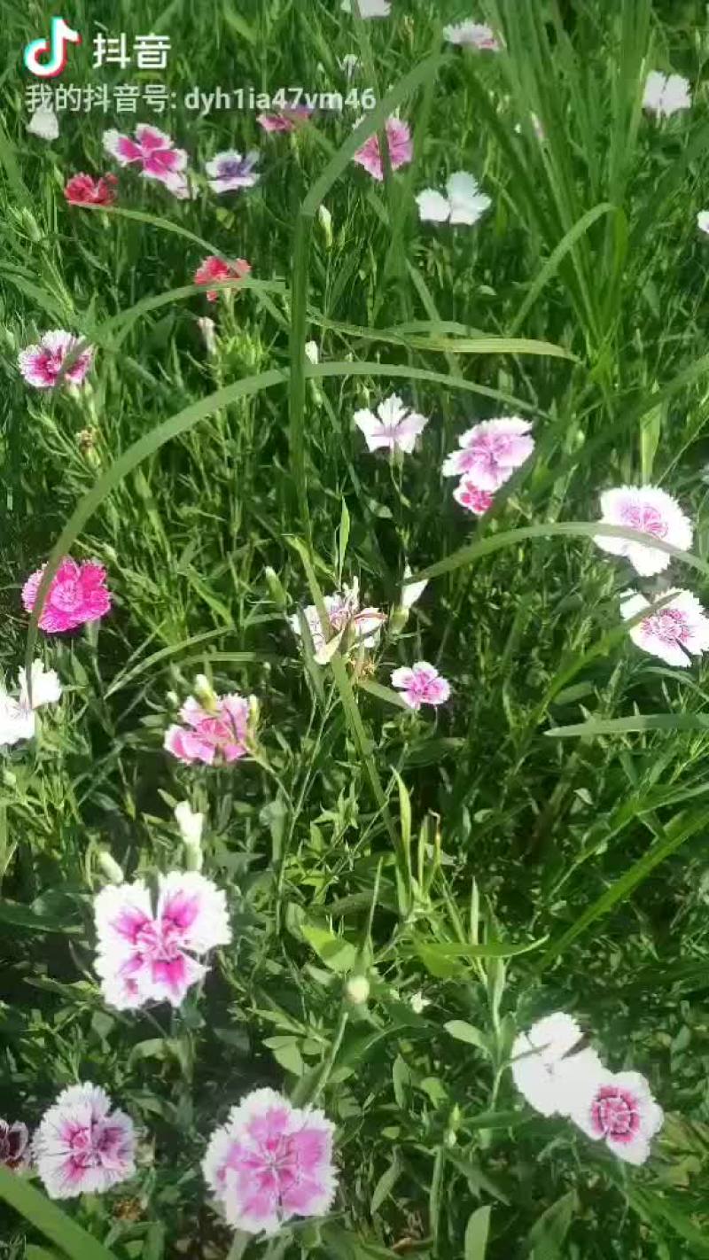 石竹花