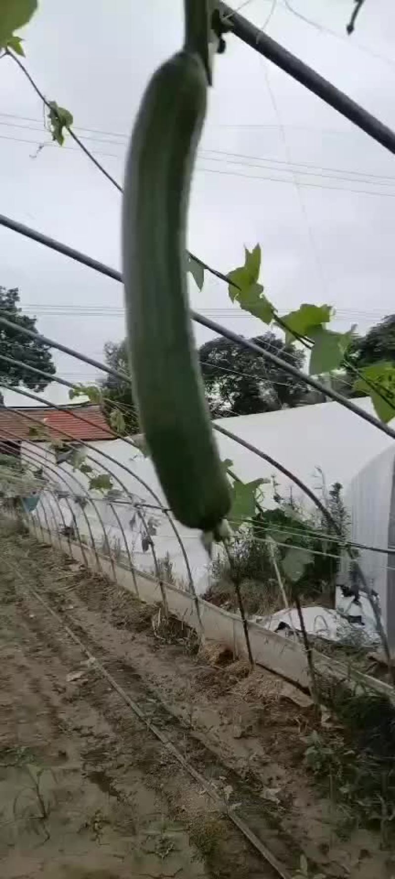 香丝瓜