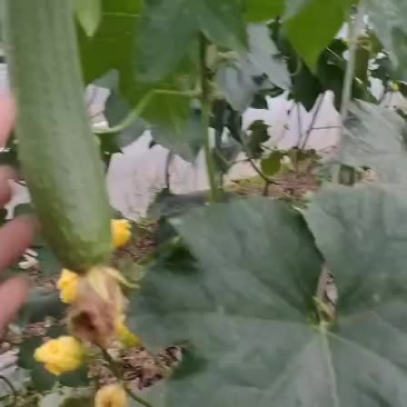 香丝瓜