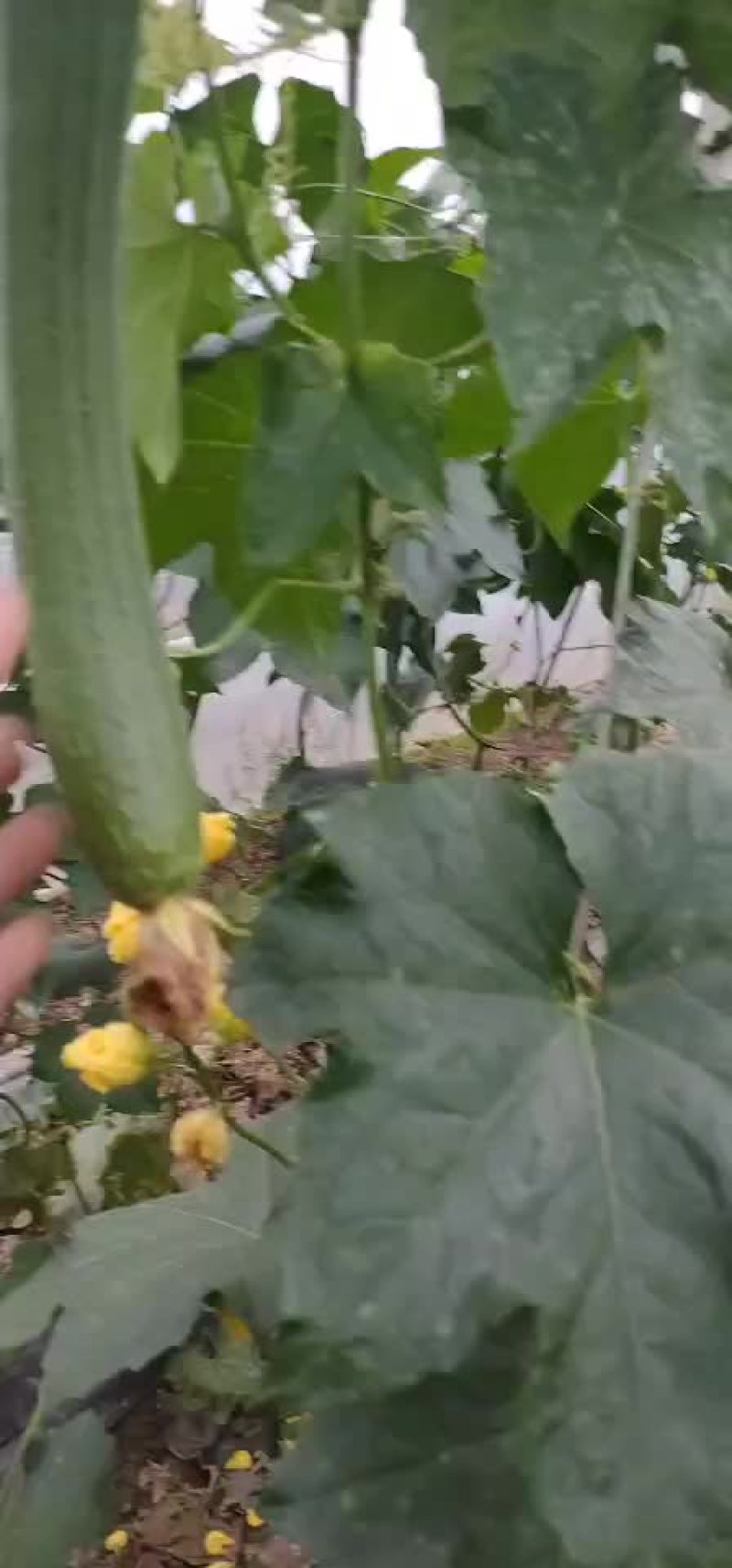 香丝瓜