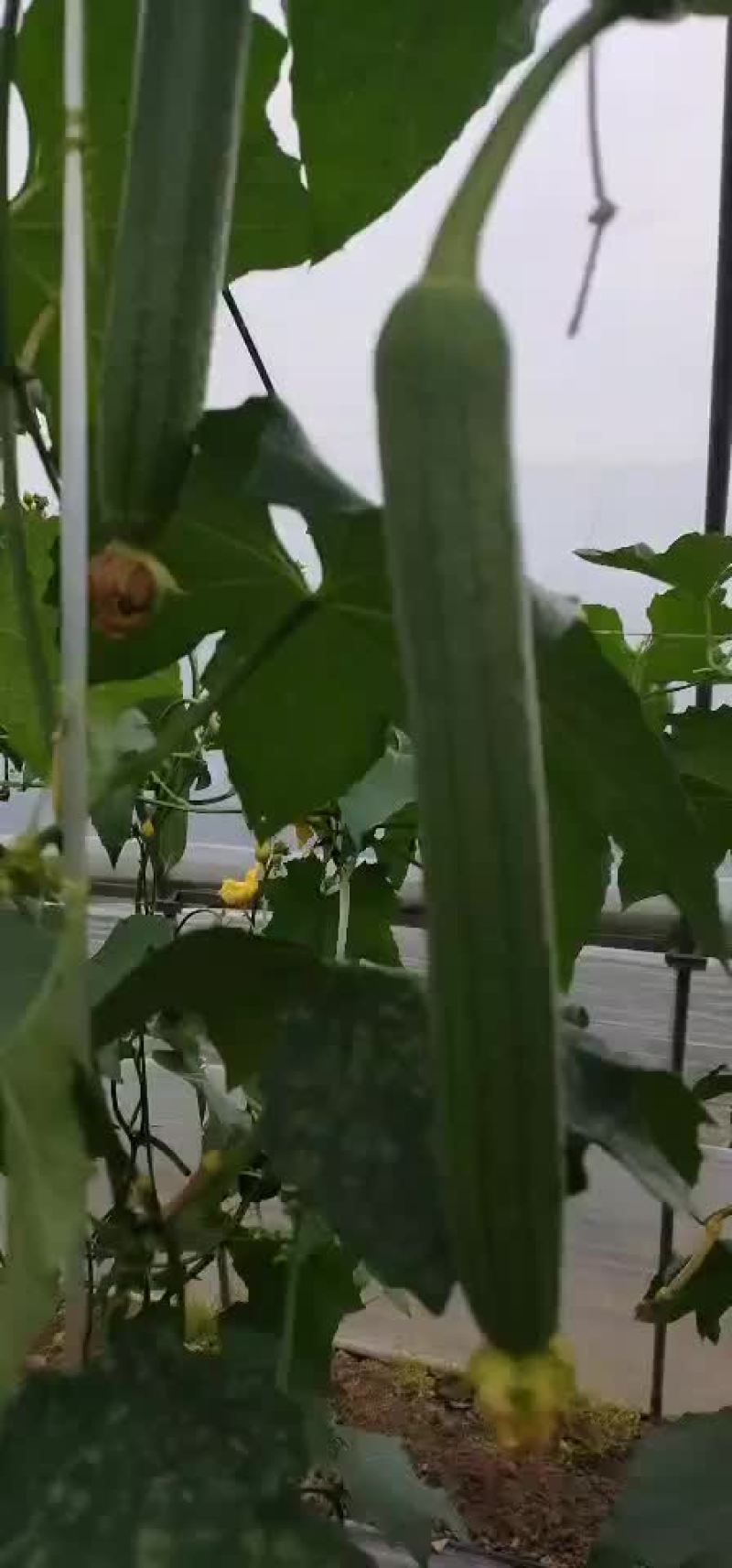 香丝瓜