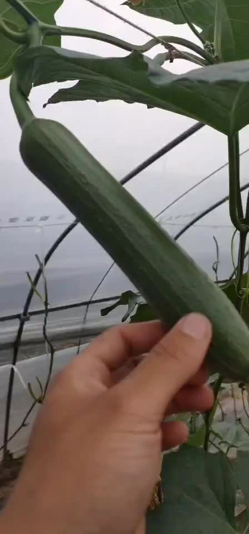 香丝瓜
