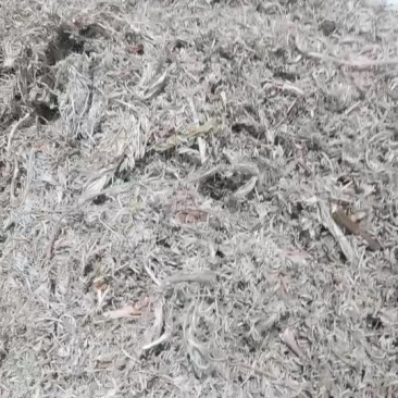 茵陈沂蒙山19年新货茵陈草野生新鲜包邮三月新货茶白蒿干货