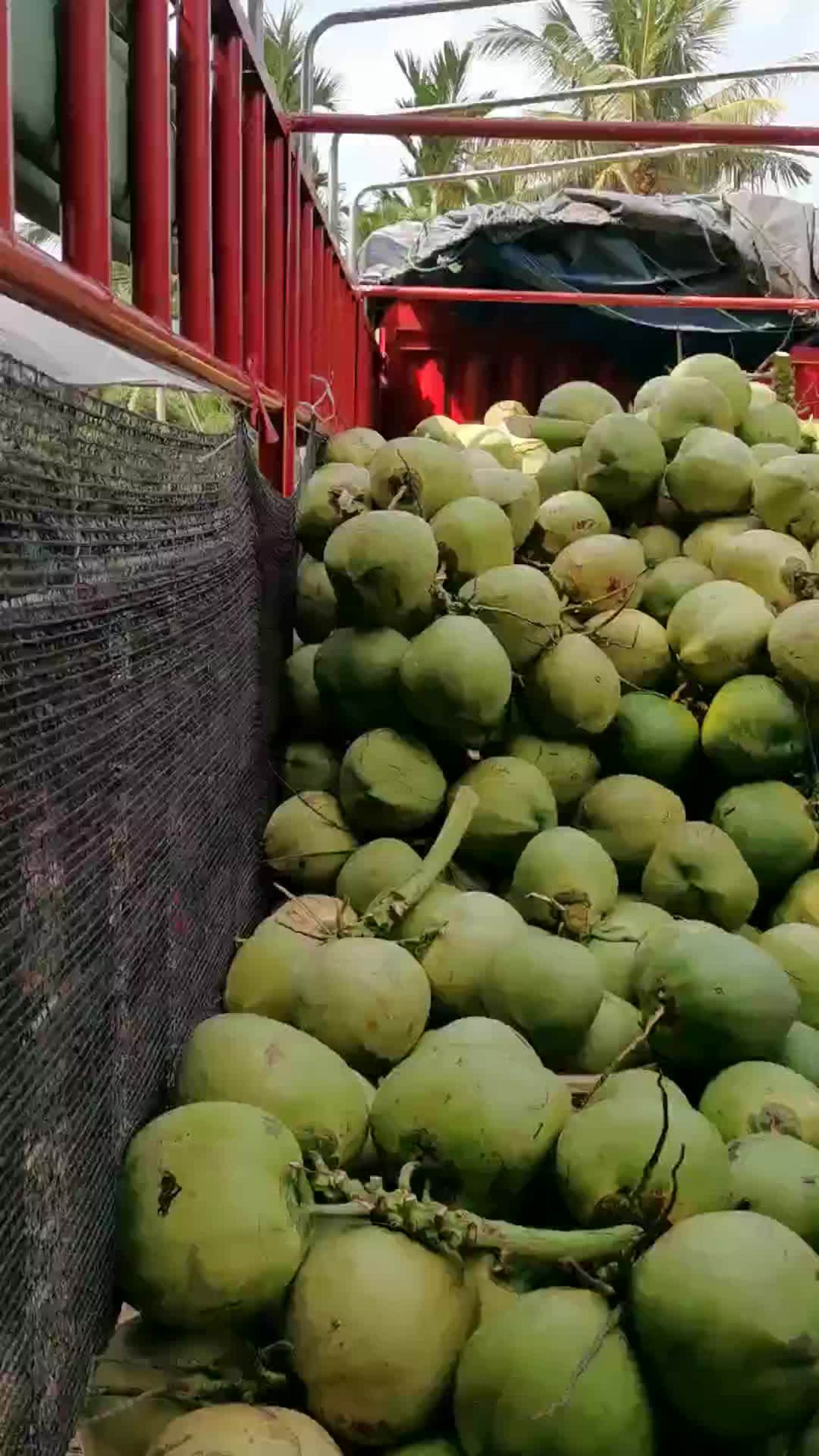 [椰子批发]海南椰子带皮椰青,源产地厂家,挂车大量批发,支持一件代发