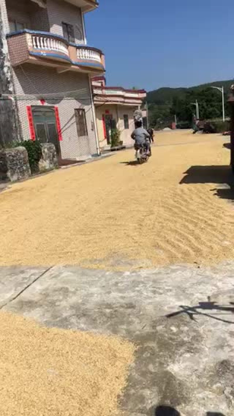 新鲜水稻🌾新鲜谷🌾新鲜米天然自晒