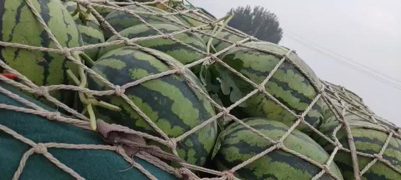 西瓜