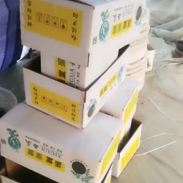 邢台隆尧无籽儿蜜童西瓜