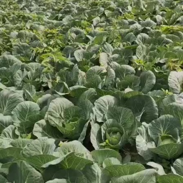 展农蔬菜基地，基地直销，有铁包，平包，