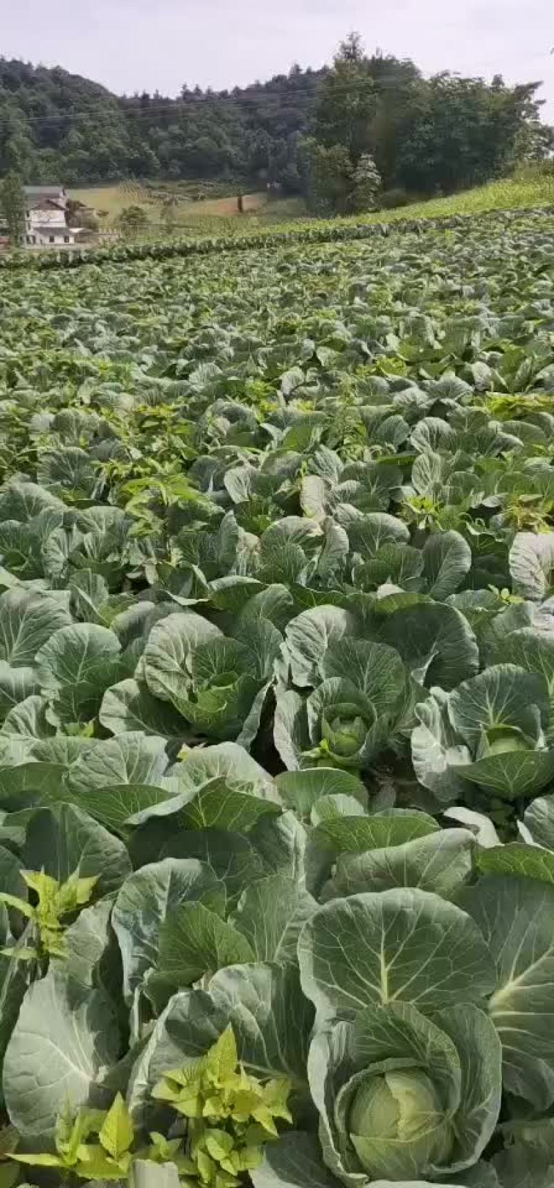 展农蔬菜基地，基地直销，有铁包，平包，
