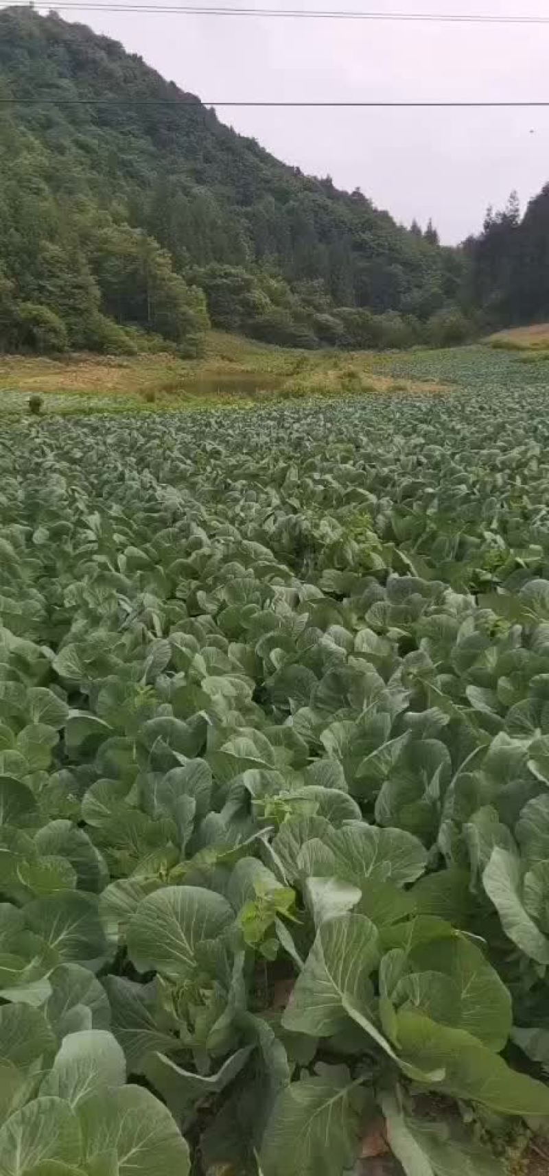 展农蔬菜基地，基地直销，有铁包，平包，